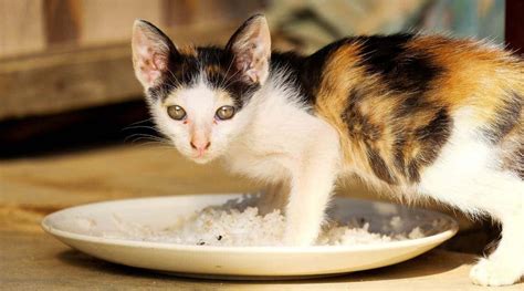 Siamese Calico Mix: Traits, Facts & Habits - Love Your Cat