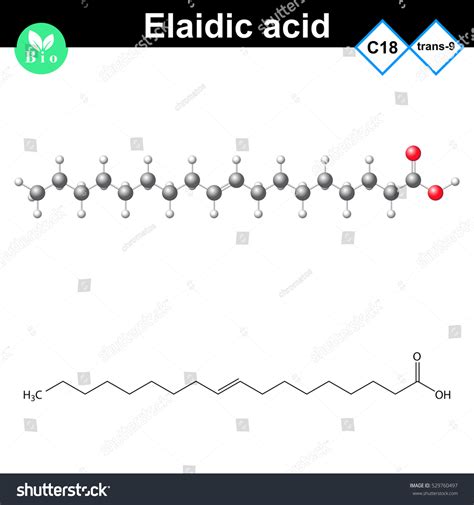 Elaidic Fatty Acid Chemical Structure Unsaturated Stock Vector Royalty