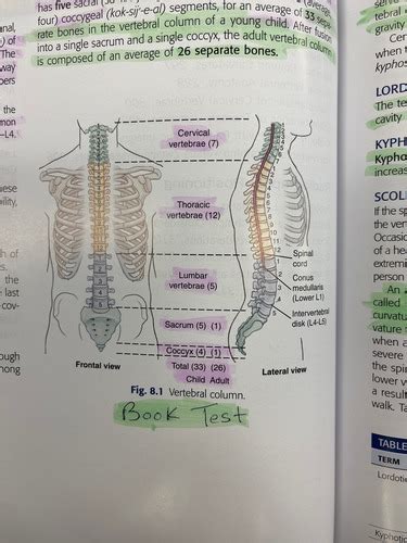 Ch 8 Cervical And Thoracic Spine Flashcards Quizlet