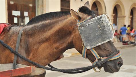 Tech Talk: Horse blinders for office workers?