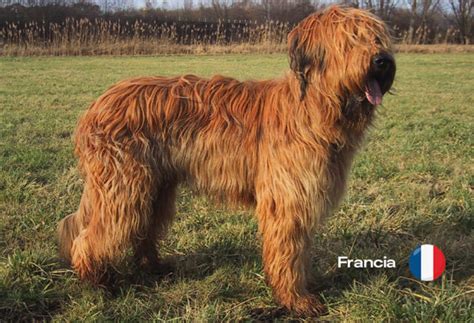 Pastor de Brie o Briard Origen Características y Fascinantes Fotografías