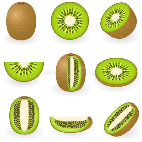 Kiwi Fruit Vector Illustration