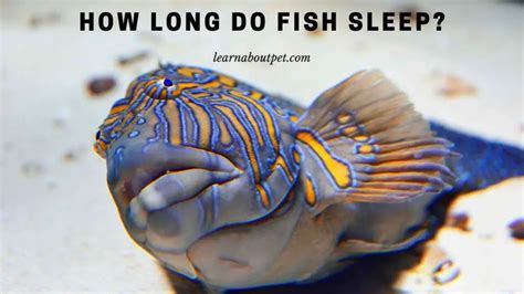 How Long Do Fish Sleep Interesting Sleep Facts