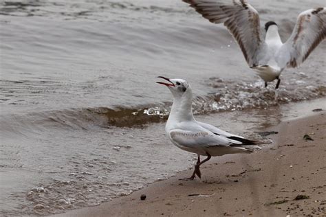 Gaviota P Jaro Vuelo Foto Gratis En Pixabay Pixabay