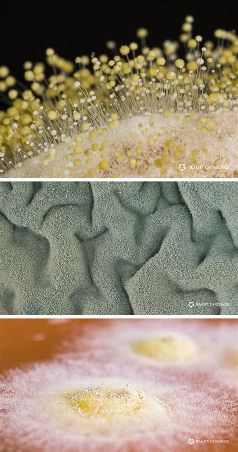 The Rise Of Molds Dive Into The Microscopic Landscape Of Growing Fungi