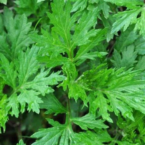 Buy Mugwort, kasthuri tulsi, masipathti, manjipatre, makkipoo ...