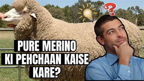 How To Identify Merino Sheep Merino Sheep Ki Pehchaan Kaise Kare