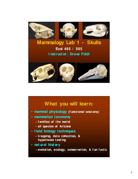 Slides on Mammal Physiology, Mammalian Taxonomy - Mammalogy Lab 1 | ECOL 485 - Docsity