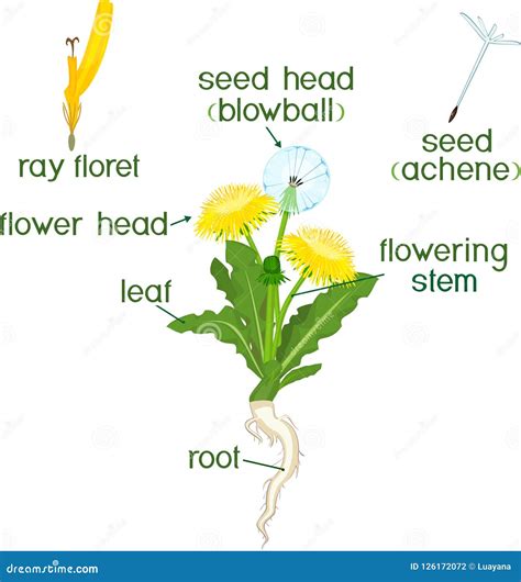 Parts Of Plant Morphology Of Dandelion With Leaves Flowers Root And