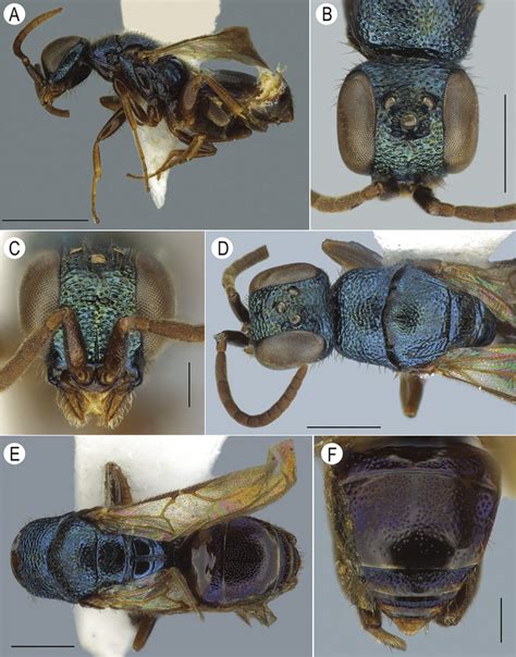 Amisega Boyi Lucena Sp Nov Holotype Male A D A Lateral Habitus B