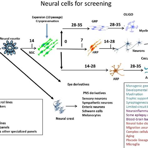 Human iPSC-derived neural cells. Schematic summary of different types ...