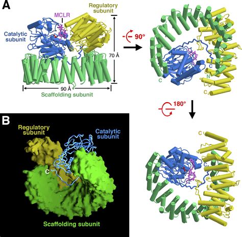 Structure Of The Protein Phosphatase 2a Holoenzyme Cell