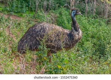 Emu Big Bird Not Flying One Stock Photo 1552475360 | Shutterstock