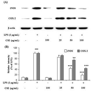 Effect Of Cse On The Cell Viability And No Production In Lps Stimulated