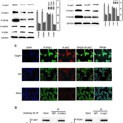 MGMT Gene Methylation And Its Expression In HP Associated GC Tissues