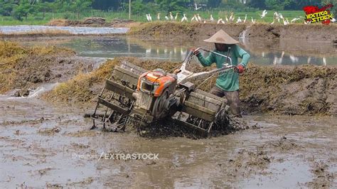 Joki Muda Traktor Sawah Ngegarap Lahan Ada Yang Dalam YouTube