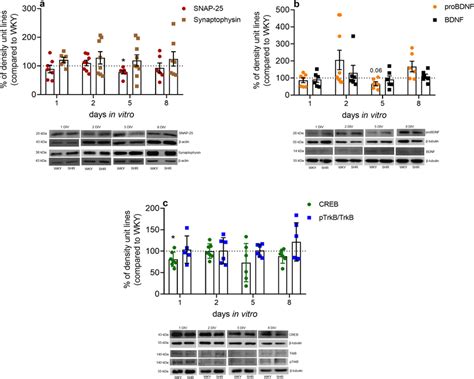 Immunocontent Of Synaptic And BDNF And Related Proteins In Samples From