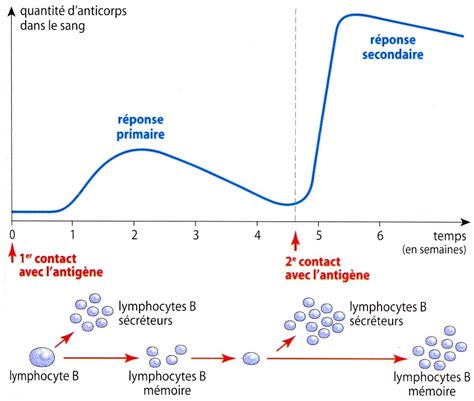 Svt 3eme Systeme Immunitaire