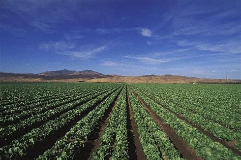 california central valley lettuce fields david sanger photography