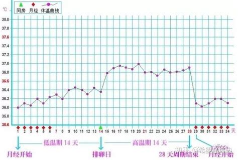 如何监测排卵？ 知乎