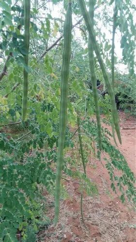 A Grade Fresh Green Drumstick Moringa Oleifera At Rs 85 Kilogram In