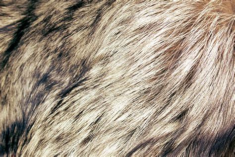 Texturas De Pelo De Animal Banco De Imagens E Fotos De Stock Istock