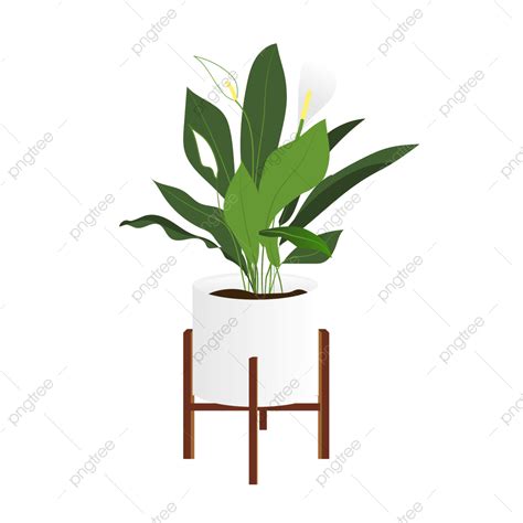 Peace Lily Vector Hd Images Peace Lily Plants Lily White Png Image For Free Download