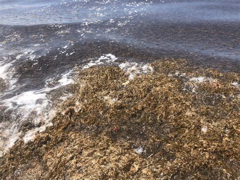 El Alga Asiática Invasora Se Deja Ver En Playas De Los Caños Y Supera Ya Cabo Roche El