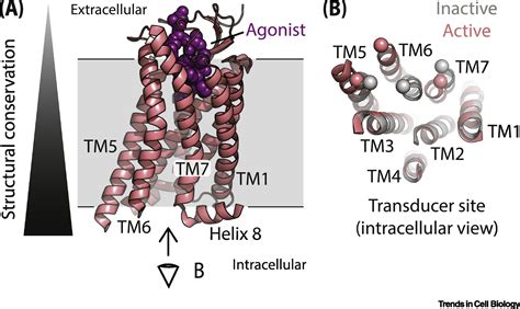 Conformational Basis Of G Protein Coupled Receptor Signaling