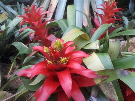 15 Bromeliad Varieties and Types You will Love to Grow - Plants Craze