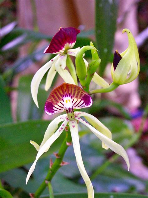 Love Orchid Flower Black Orchid Flower Belize