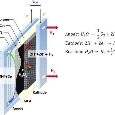 Polarization Curves Up To A Cm Of Pem Electrolyzer Cells With And