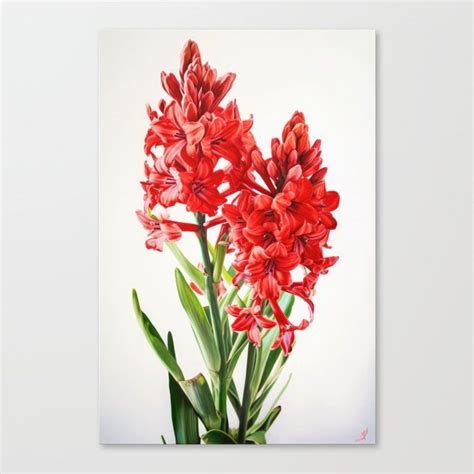 Shop Red Hyacinth Canvas Print By Vanoverdesigns On Society Flower