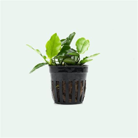 Anubias Nana Long Wavy All Plants Live Plants Potted Plants Fast