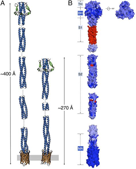 Full Length Models Of NadA3 And NadA5 Displaying Sequence Conservation