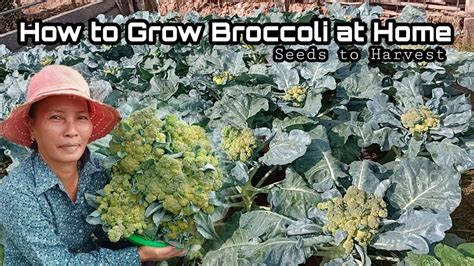 Growing Broccoli From Seeds A Home Easy For Beginners Youtube