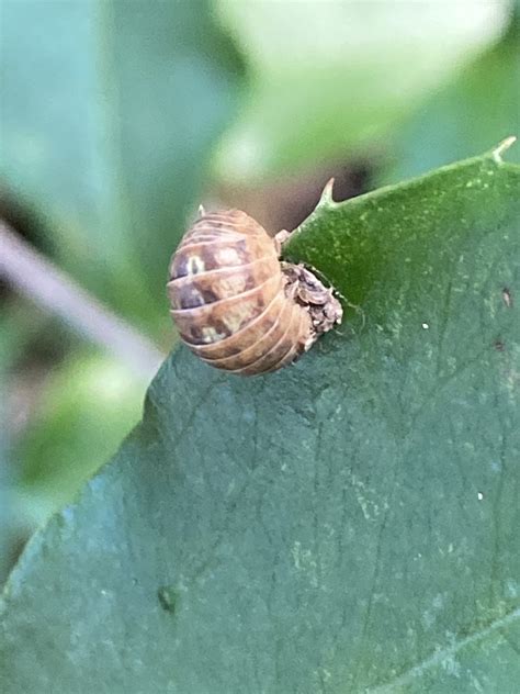 Common Pill Woodlouse From Charles Towne Landing State Historic Site