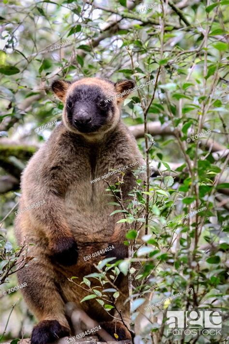 Close Up Of A Very Rare Lumholtz Tree Kangaroo Climbing Up A Tree In