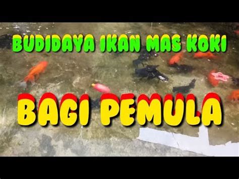 Belajar Budidaya Ikan Koki Cara Budidaya Ikan Mas Koki Bagi Pemula