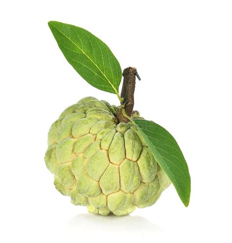 Custard Apple Isolated On White Background Annona Stock Photo Image