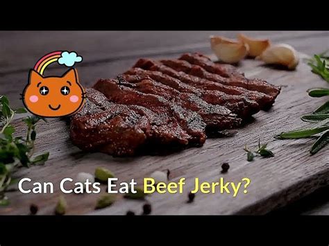 Can Cats Eat Beef Jerky Hayfarmguy