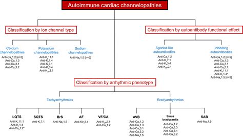 Autoimmune cardiac channelopathies and heart rhythm disorders: A