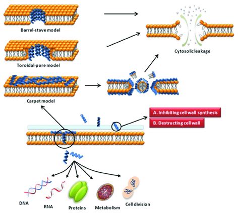 Schematic Presentation Of The Antibacterial Mechanism Of Amps Some