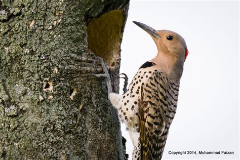 Flicker_outside_of_nest | The Meadowlands Nature Blog