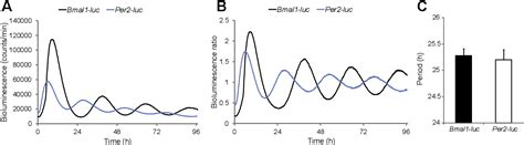 Figure 1 From Human Skeletal Myotubes Display A Cell Autonomous