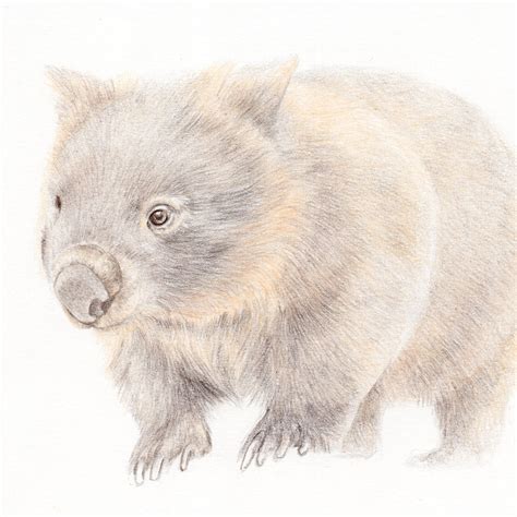 Wombat | Original Pencil Drawing – Carmen Hui Art & Illustration