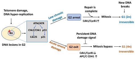 IJMS Free Full Text Mechanisms And Regulation Of Cellular Senescence