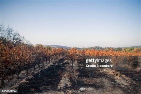 Vine Close Up Photos And Premium High Res Pictures Getty Images