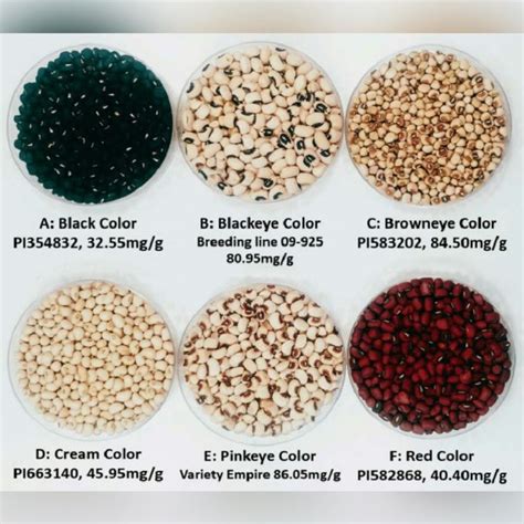 Cowpea Production Reasons Why Its Getting More Popular In The Past