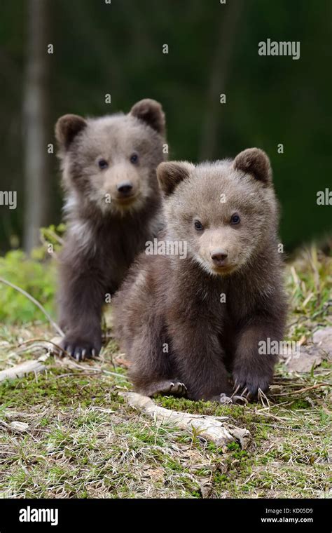 Brown Bear Cub Finland Hi Res Stock Photography And Images Alamy